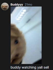 Barking Angel tweet media