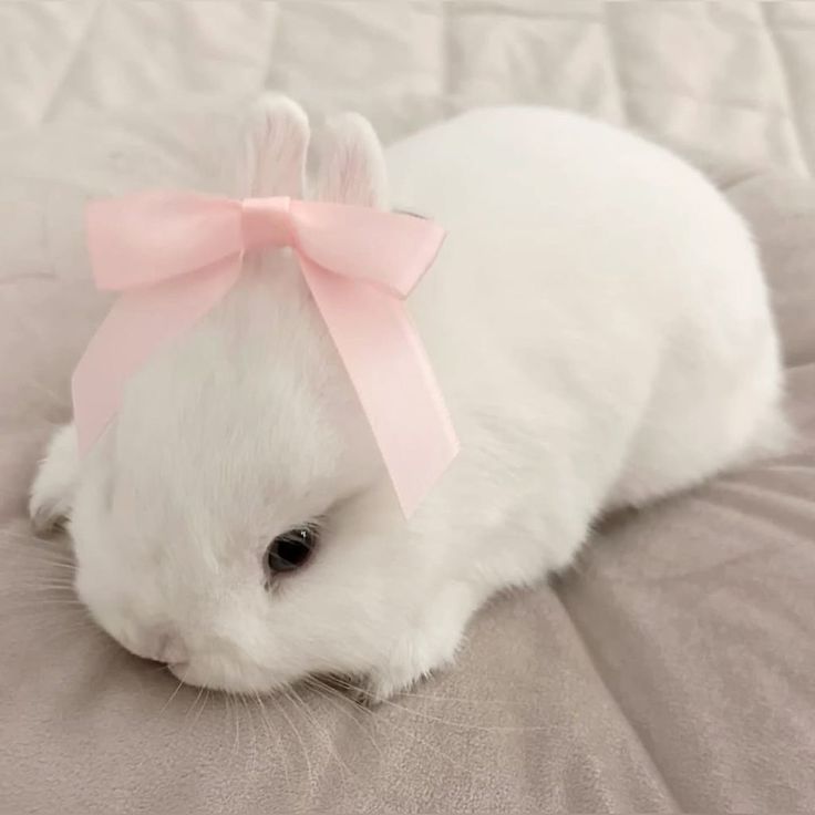 Bunny ୨୧ tweet media