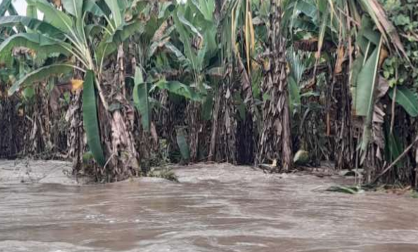 COENPeru's tweet photo. 📢 Huánuco: tras lluvias intensas, esta madrugada ocurrió una #Inundación por el desborde del río Huallaga en los sectores Playa y María Magdalena, distrito de #LaMorada, provincia Marañón, que causó daños a viviendas y cultivos. Personal del gobierno local realiza la #EDAN y coordina las acciones de respuesta.