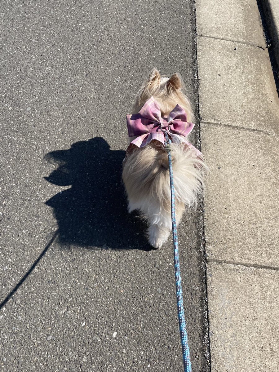 meloko_dog's tweet photo. 影まで可愛いので困る https://t.co/NMHSTJYvYN