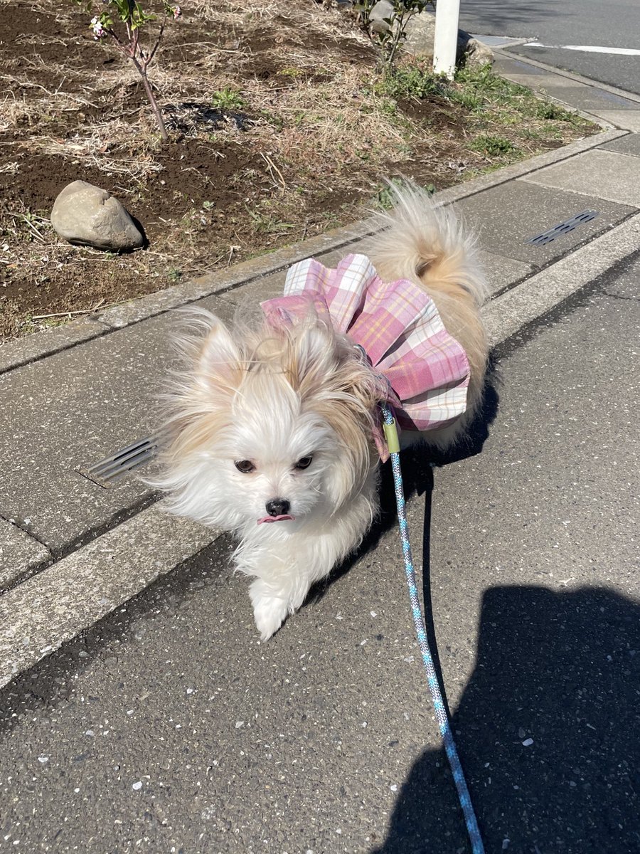 meloko_dog's tweet photo. 影まで可愛いので困る https://t.co/NMHSTJYvYN
