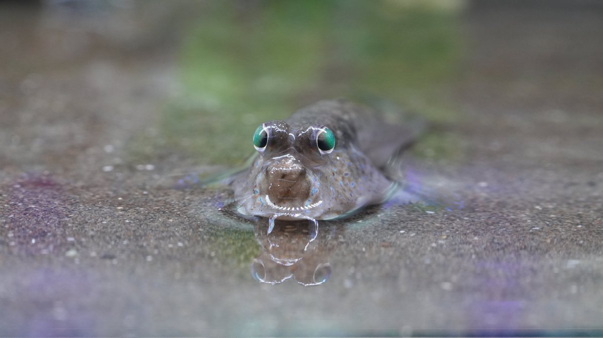 いけさんのトビハゼ tweet media