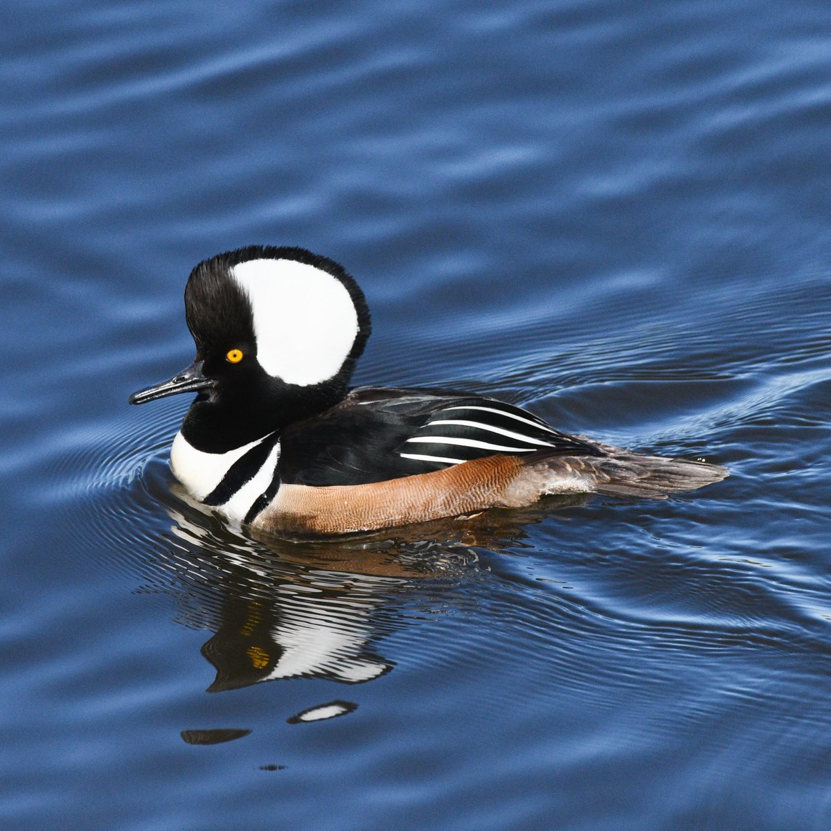 Sharon Ní Bhaoill tweet media