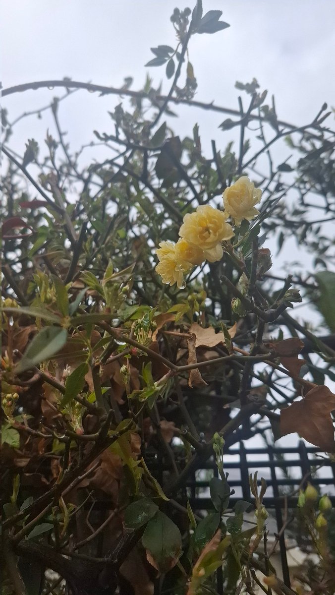 TIugqDvHUD9742's tweet photo. すご～く小さい黄色💛のお花、雨粒の重みで💧、頑張れっ！✊‼️、たまにはスターバックス｢サクラ🌸のシフォンケーキ｣🌸、木蓮の蕾、上の方は開花しつつある！💜、｢うどん&amp;鮪🐟️丼｣のランチ！うどん派なんです。😉　(#^.^#)ニコッ⭐🌸 https://t.co/216n1btHDH
