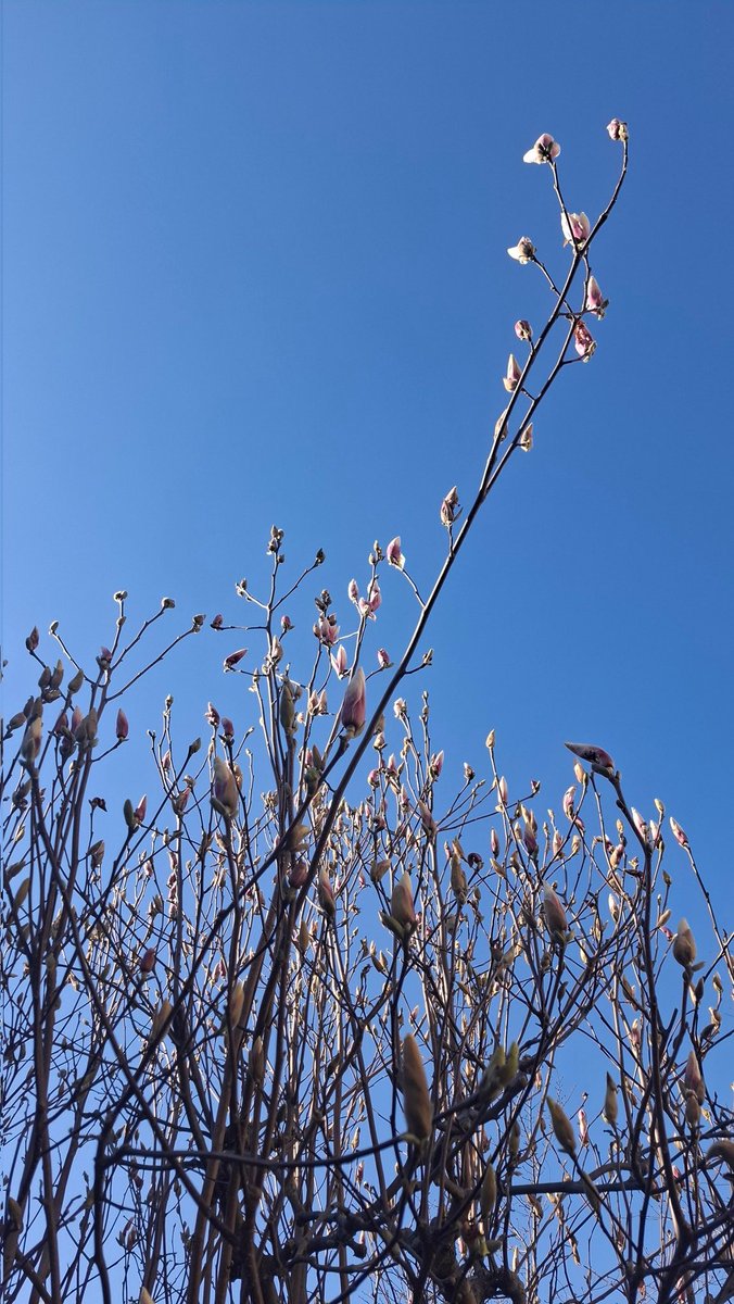 TIugqDvHUD9742's tweet photo. すご～く小さい黄色💛のお花、雨粒の重みで💧、頑張れっ！✊‼️、たまにはスターバックス｢サクラ🌸のシフォンケーキ｣🌸、木蓮の蕾、上の方は開花しつつある！💜、｢うどん&amp;鮪🐟️丼｣のランチ！うどん派なんです。😉　(#^.^#)ニコッ⭐🌸 https://t.co/216n1btHDH