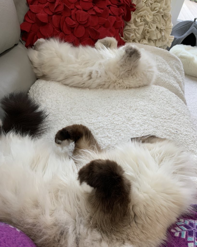 ElizGriff2016's tweet photo. #PostAFavPic4VioletMar26 Day 10
#NationalNappingDay
Mama says we are napping artists.
♥️Nap long, nap hard♥️
♥️😘Ari &amp; Cali💋♥️ https://t.co/cX1FdD9amE