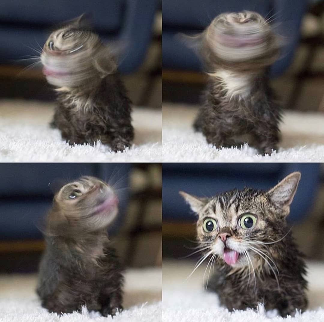 Punch Cat tweet media