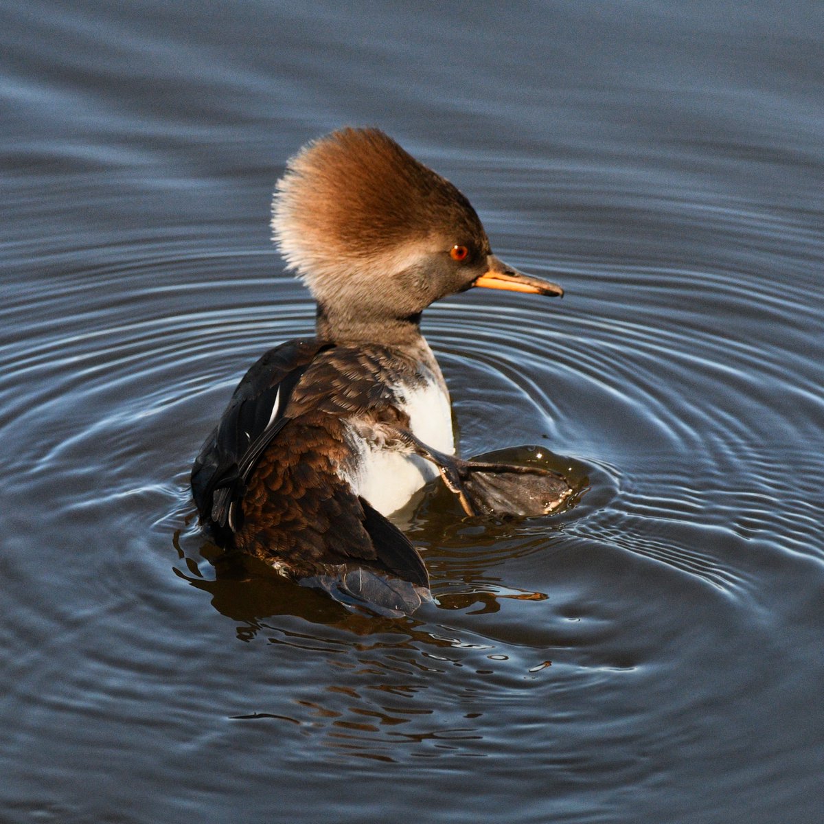 Sharon Ní Bhaoill tweet media