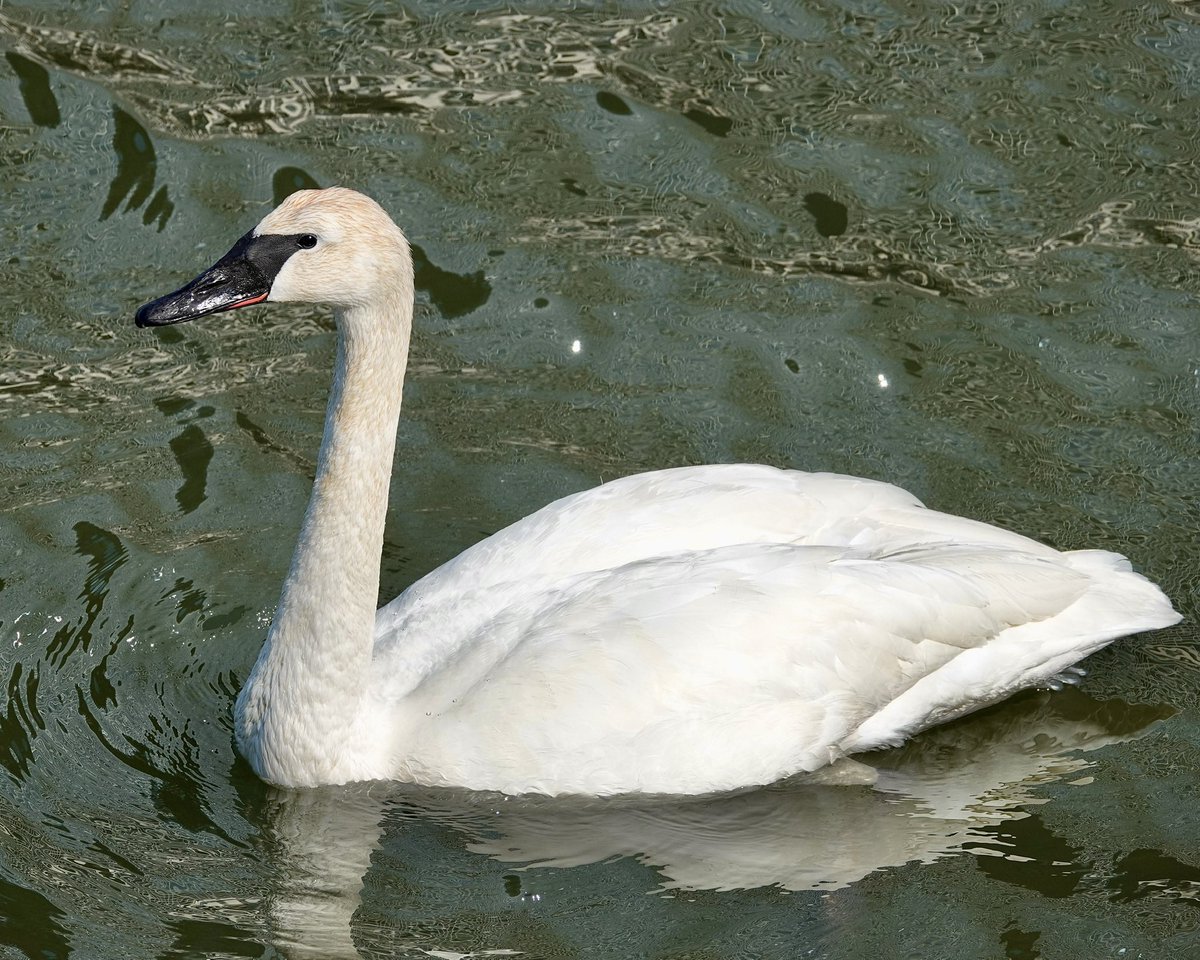 gigpalileo tweet media