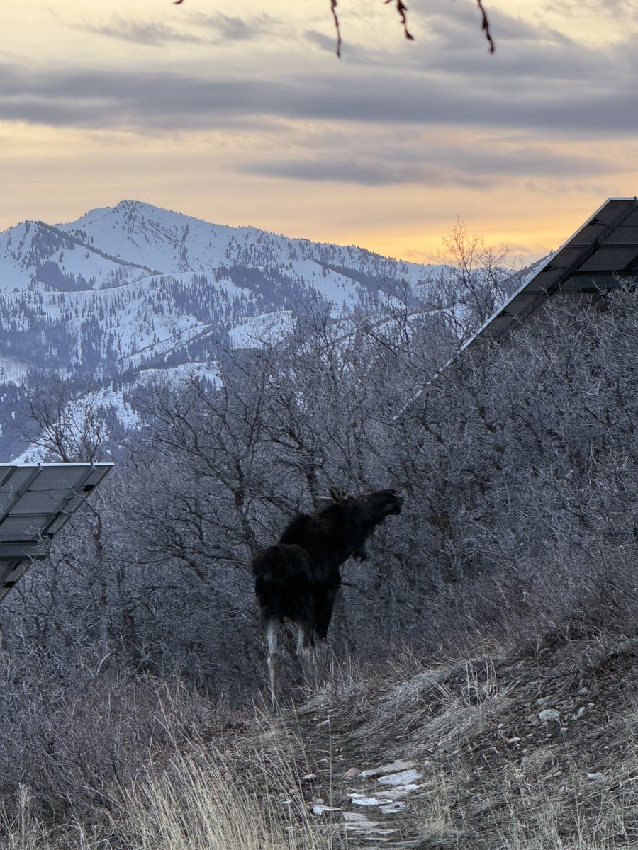 WasatchMagic tweet media