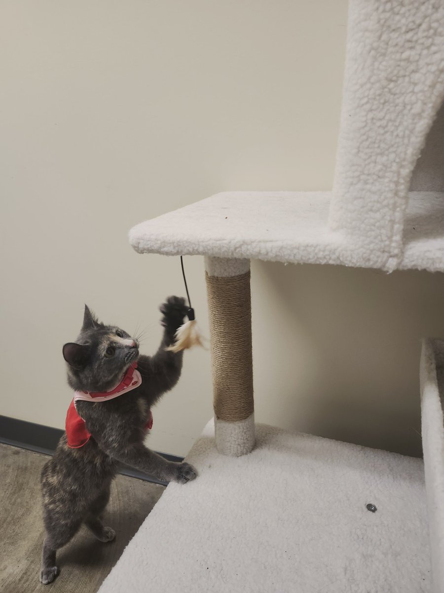 Glitz ❤️‍🔥 ☽☾ LIFE OF A SHOWGIRL tweet media