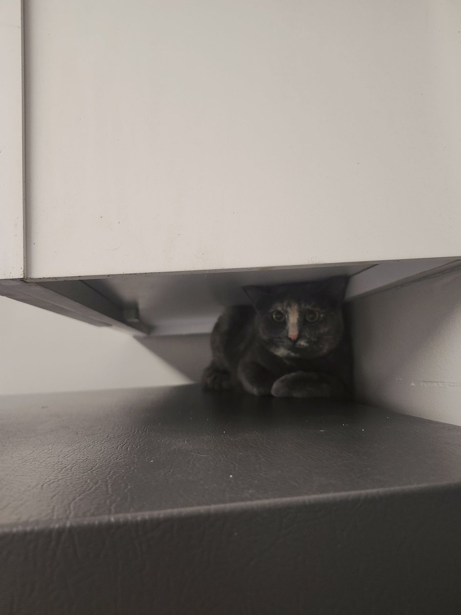 Glitz ❤️‍🔥 ☽☾ LIFE OF A SHOWGIRL tweet media