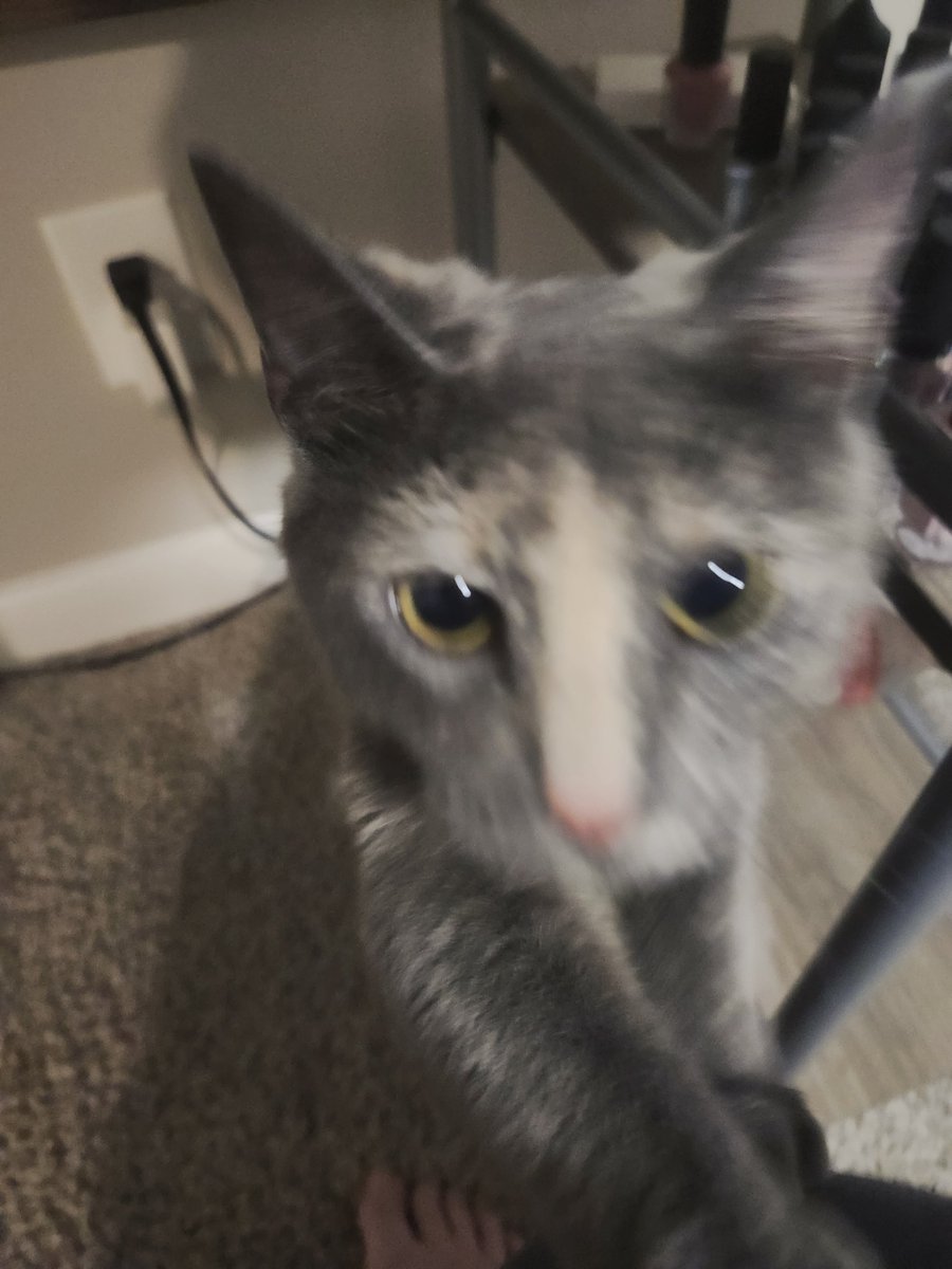 Glitz ❤️‍🔥 ☽☾ LIFE OF A SHOWGIRL tweet media