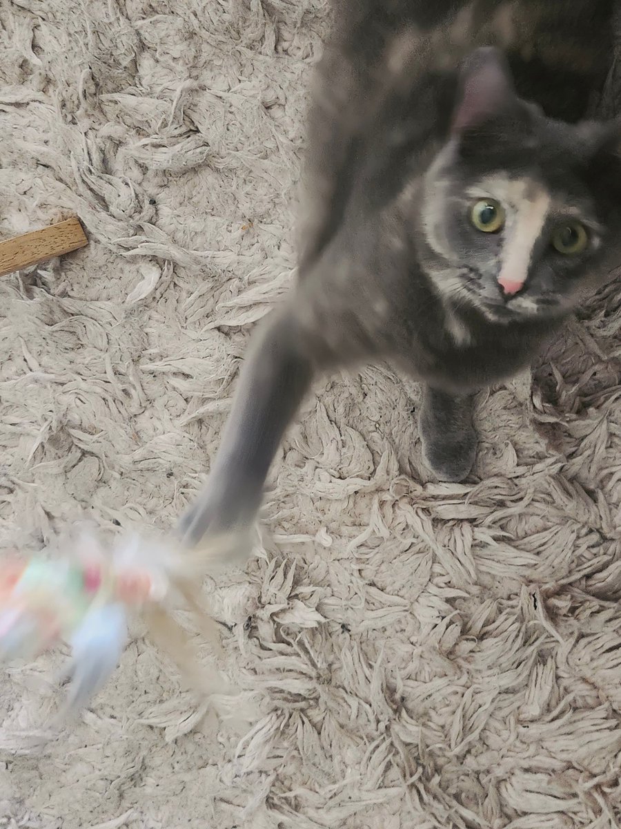 Glitz ❤️‍🔥 ☽☾ LIFE OF A SHOWGIRL tweet media