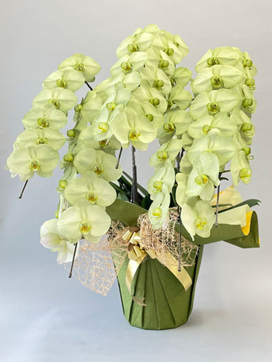 bayside_flower's tweet photo. 人気カラー胡蝶蘭の受付締切が迫っています

胡蝶蘭大輪（オリーブグリーン）5本立
ご注文受付締切：3/12（木）15時まで！
 販売再開は4月7日以降予定です。

🌿グリーンはこちら
https://t.co/wz5HHaaiKY

ご予定の方はお早めにご注文ください。
#胡蝶蘭 #法人ギフト #開店祝い #就任祝い https://t.co/4Fjm9SN8f6