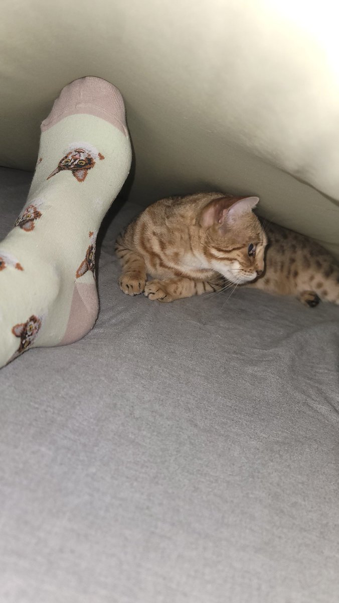 Meownight fur friends😻 another day another meow😹 I hope everyone enjoyed the day, hump day tomorrow! We have had a few beautiful days &amp; spring is at the tip of our paws! Enjoy the rest of your night, sleep &amp; meow well😻
#CatsOnTwitter #cat #CatsofX #bengalcat #meowpositive2026