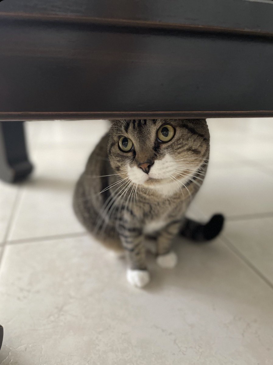 Jade Stanton tweet media