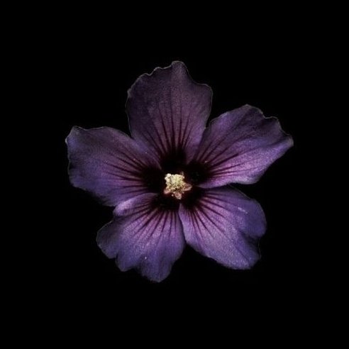 asia .ᐟ ´ཀ` tweet media