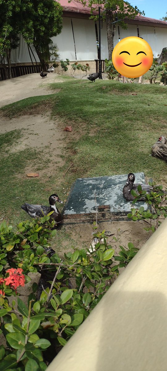 Hélène St-Denis tweet media