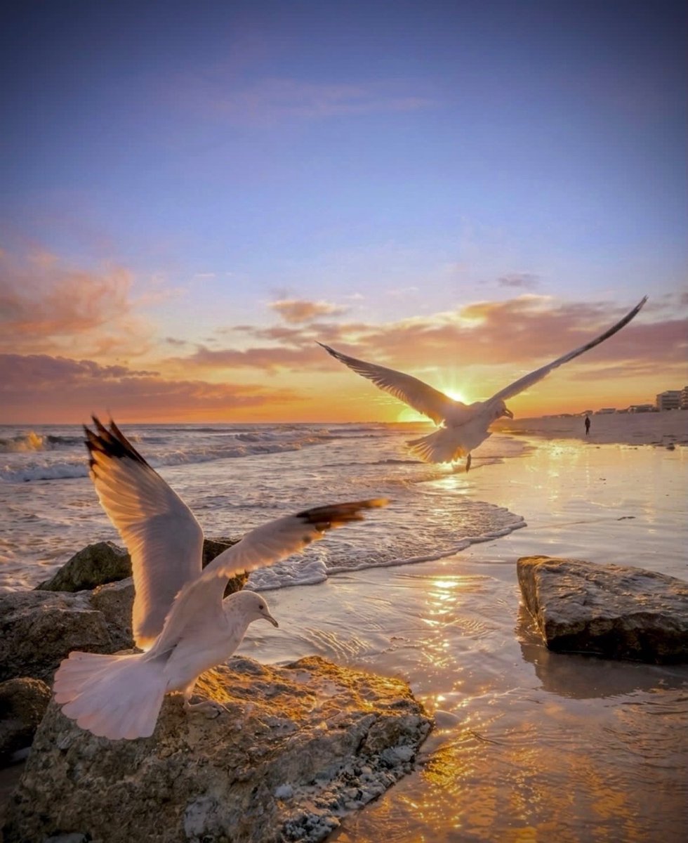 Fly MacArthur tweet media