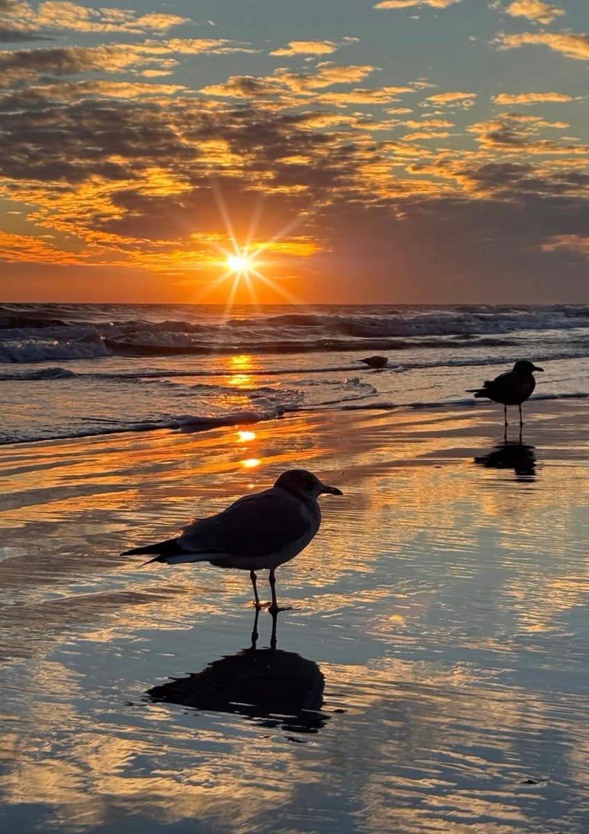 Fly MacArthur tweet media