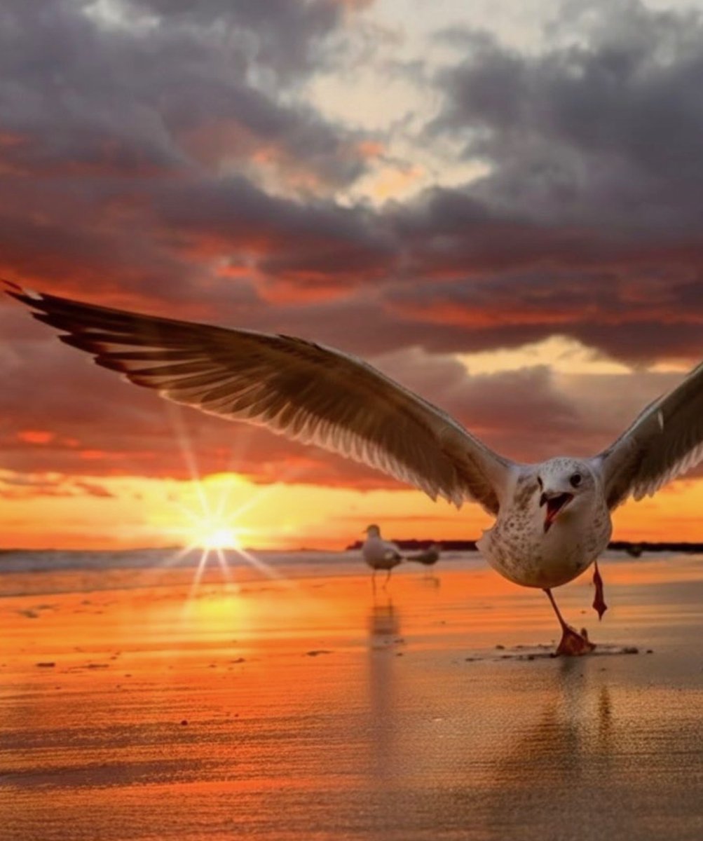 Fly MacArthur tweet media