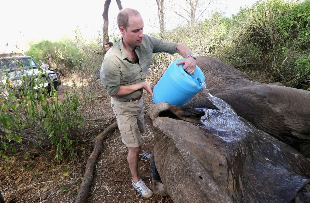 Coyoteband2's tweet photo. The Conservation Cartel: How Prince William’s WildAid Ambassadorship Became a Front for Epstein’s Reputation Laundering #PrinceWilliam #Epstein #WildAid
#princeAndrew #charityscam
https://t.co/IlWSmTleYh https://t.co/n4JnBOwRG8