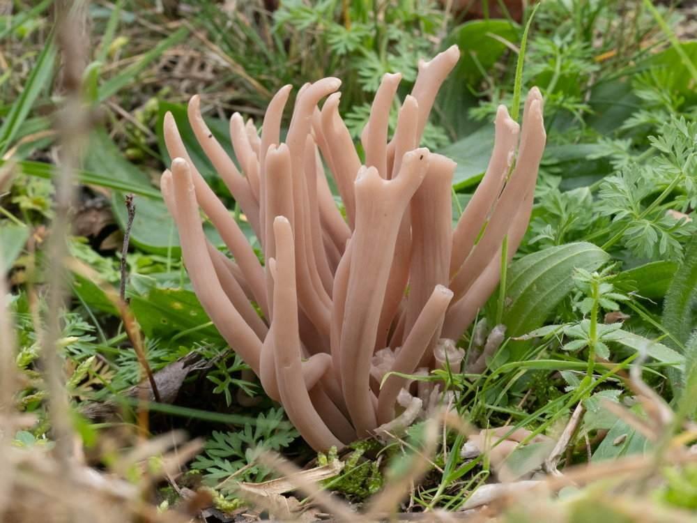 biz4goodshow's tweet image. #GoodEarth #Mushrooms Rare Species of Pink ‘Fairy Club’ Fungus Discovered in UK for First Time dlvr.it/TRQ5Bd