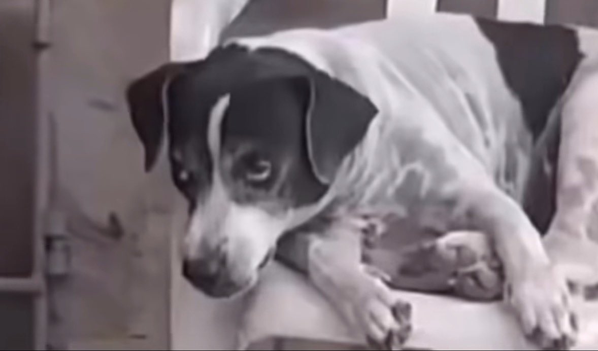 LilRocketNasa🚀 tweet media