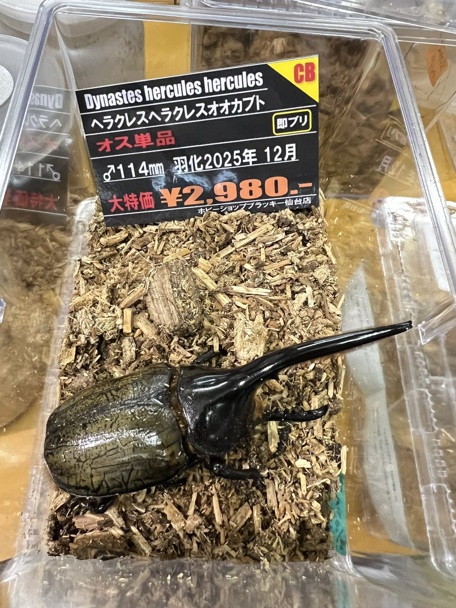 ヘラヘラとリッキーのオス単品が入荷 #ホビーショップブラッキー仙台店