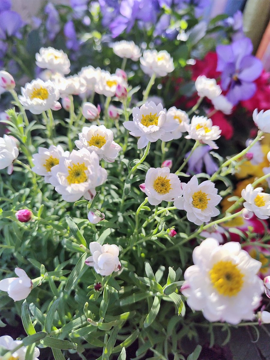 nikoo0918sss's tweet photo. @3x5HBbnYTEznWa9 おはようございます😊☀️🌱  
今日は晴れそうですが、朝は本当に冷え込みますね。3月とは思えない寒さ(>_<)
日中は日差しが心地よくなりそうなので、春の兆しを探してみてくださいね🌷  
今日も一日元気に過ごしましょう😊 https://t.co/TkLKyBFPaj