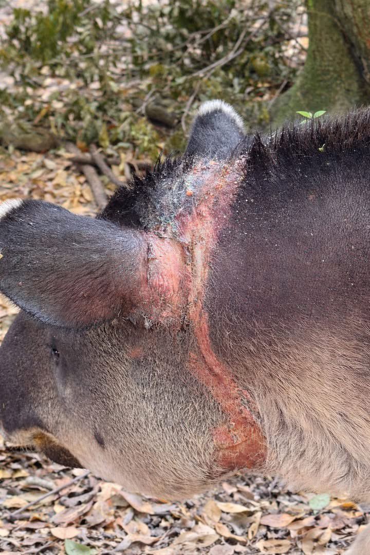 ernesto_mendez's tweet photo. El #Tapir trasladado de #LasChoapas, #Veracruz, al Zoológico Regional Miguel Álvarez del Toro (#ZooMAT), ubicado en #TuxtlaGutiérrez, #Chiapas, se mantiene delicado de salud, debido a las lesiones y el estrés que le provocaron los habitantes del Ejido Coatzintla, que lo capturaron con un lazo, cuando se acercó a sus cultivos de maíz.
@PROFEPA_Mx @SEMARNAT_mx @aliciabarcena @zoomat