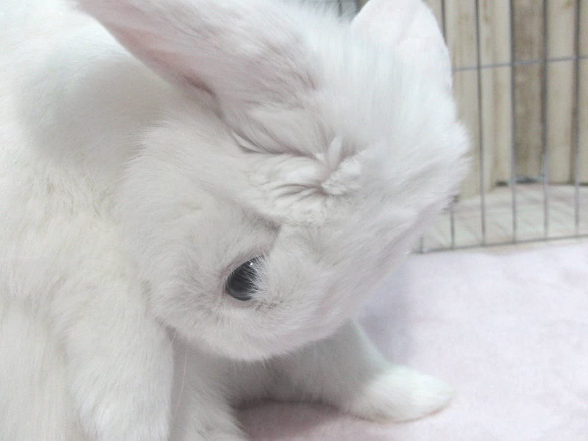 ꒰ 𝑏𝑢ກ ꒱ ૮꒰ ྀི◞⸝⸝◟ ྀི꒱ა tweet media