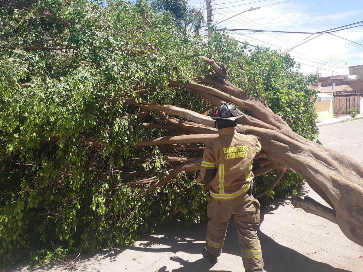 En Colonia Jesús María, en la calle Artículo 16, se reportó la caída de un árbol en la vía pública.
Los bomberos verificaron que no hubiera  daños en el cableado ni en casas cercanas. Se acordonó el área y y se trabaja de manera coordinada con servicios públicos. No no se