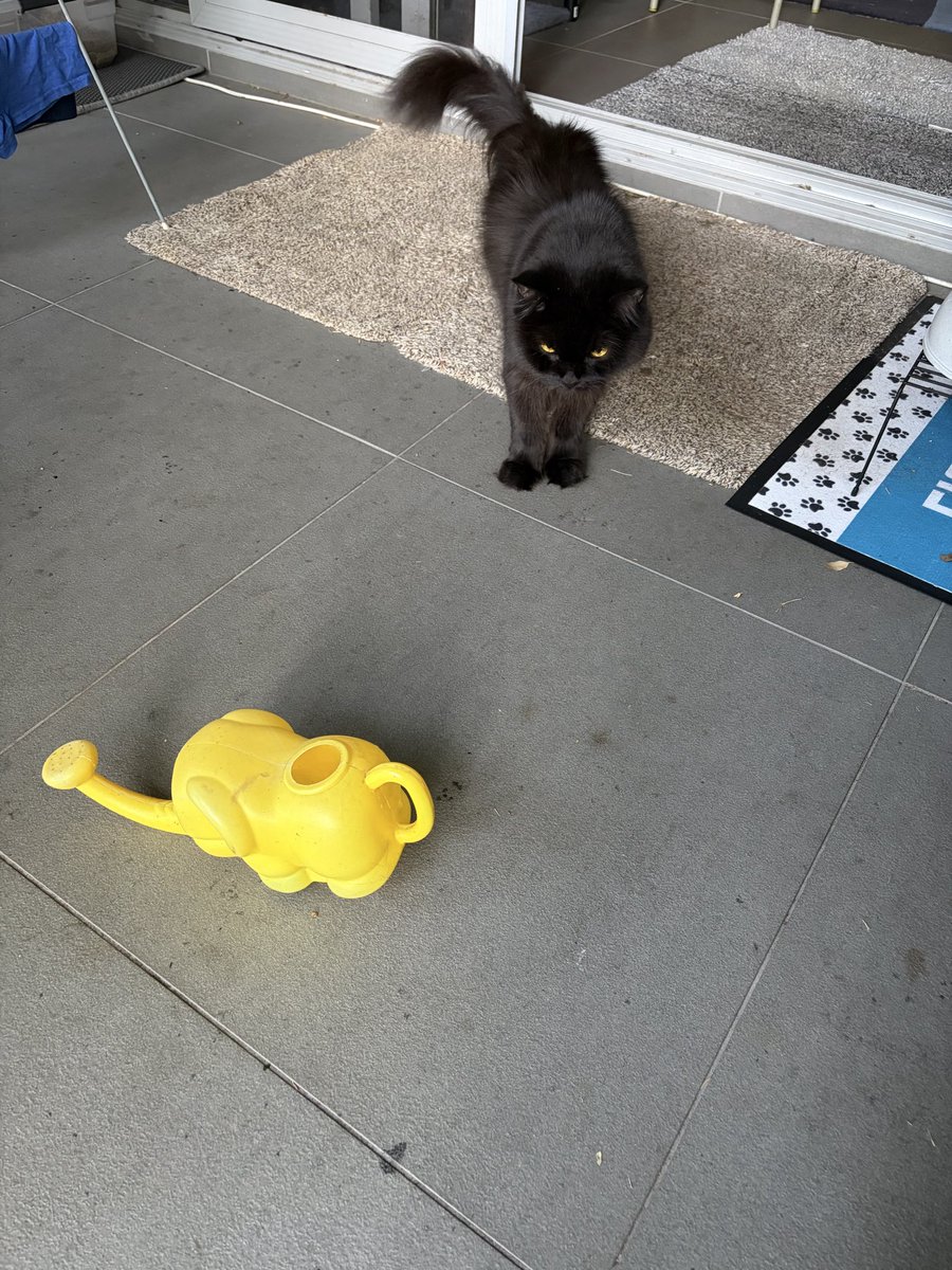MaximilianTyson's tweet photo. @65ziggystardust Not bad sisfur 😹 still don’t trust him!! https://t.co/aq3CfuQ7Pl