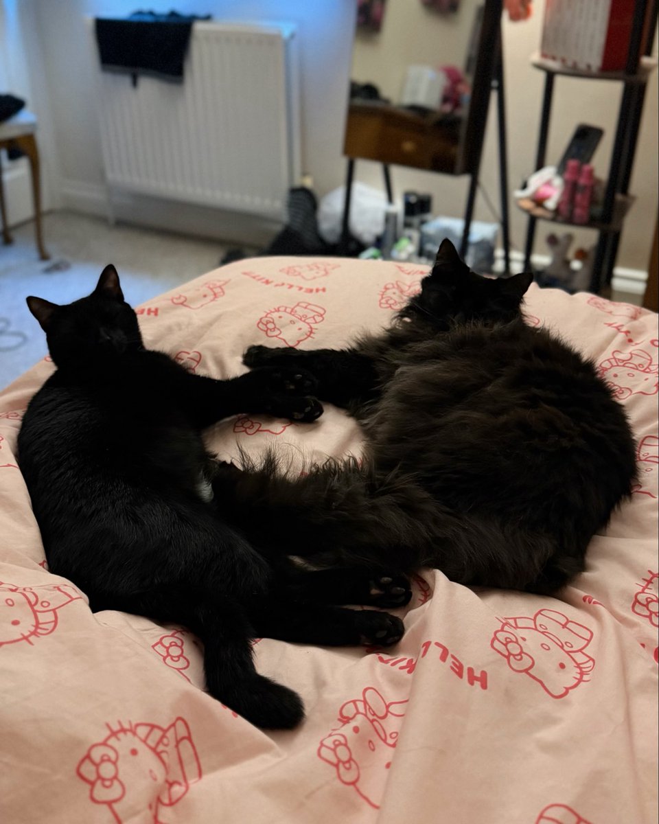 𝕭𝖗𝖆𝖓𝖉𝖔𝖓 𝕯𝖎𝖑𝖑𝖔𝖓 tweet media