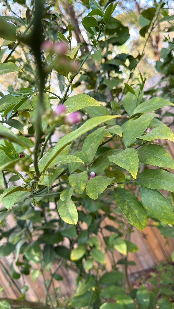 My beer is black fig is in bloom 👀 and baby limes
