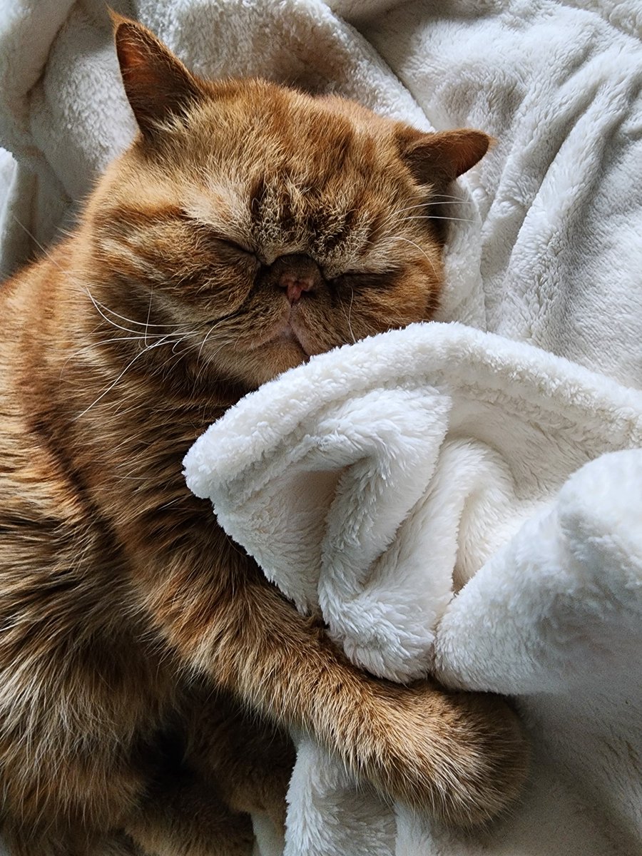 Gmacole's tweet photo. Napping Boy... https://t.co/1P1Rcwy32B