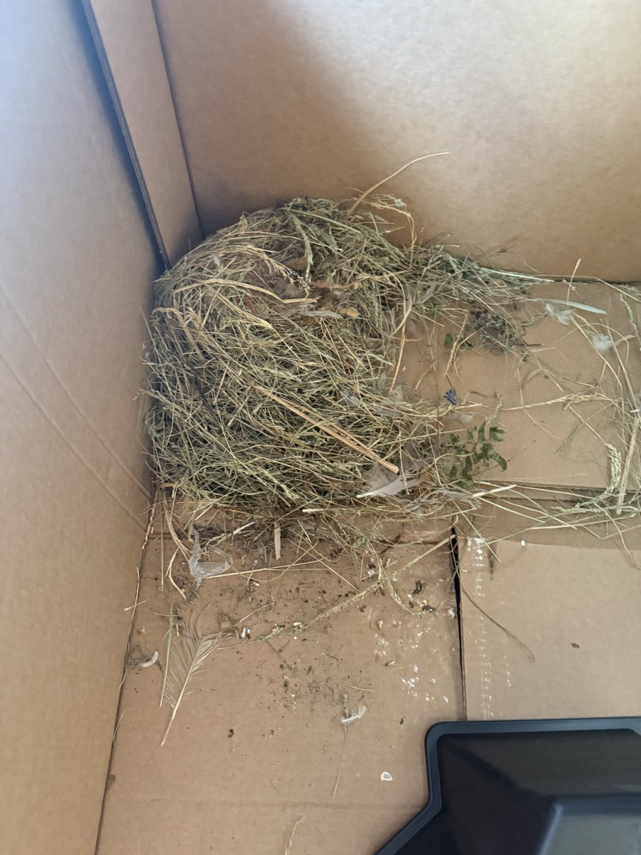 2blueyes's tweet photo. Buy a lawnmower get a birds nest 🪺 free @HomeDepot @DEWALTtough 👀 https://t.co/M0CtrUKCCM