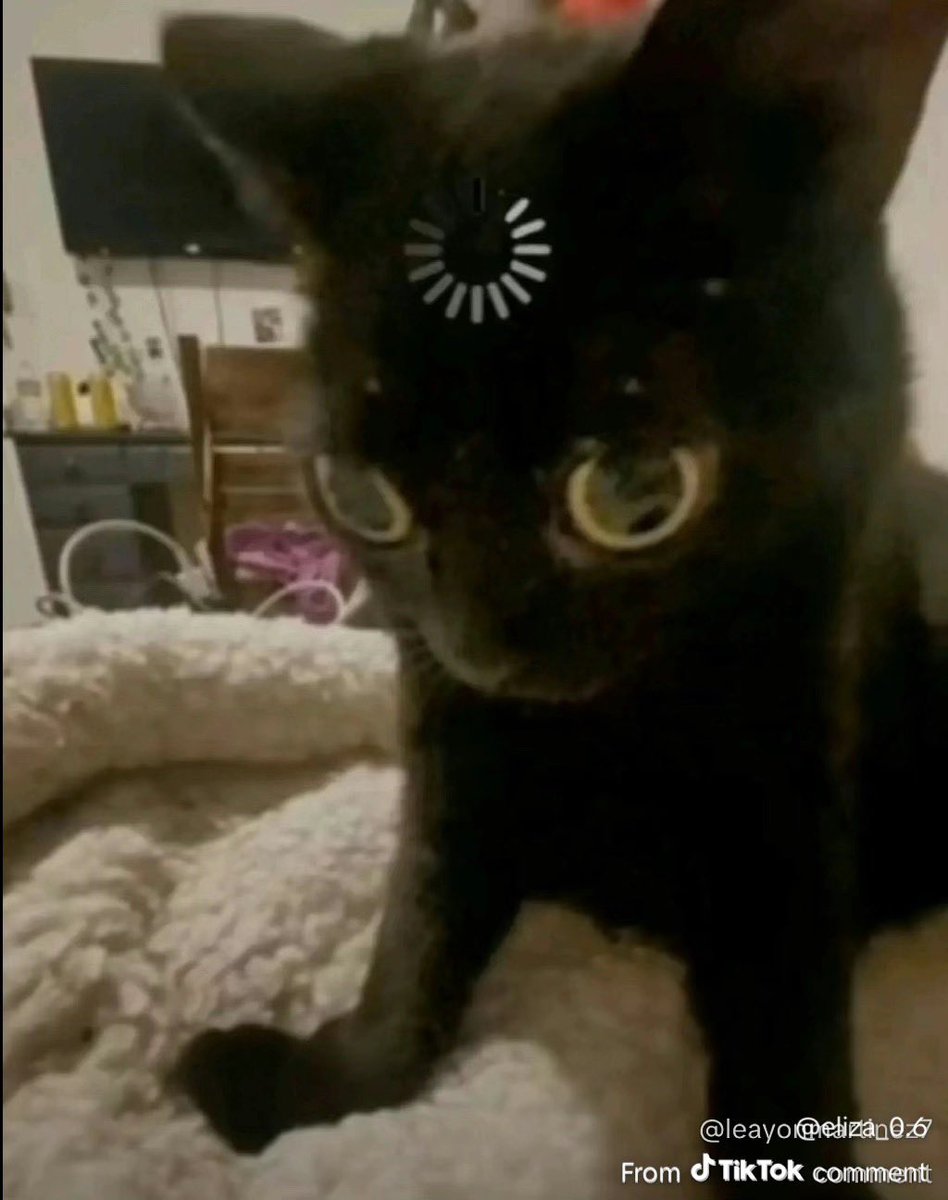 WHO DAT CAT tweet media