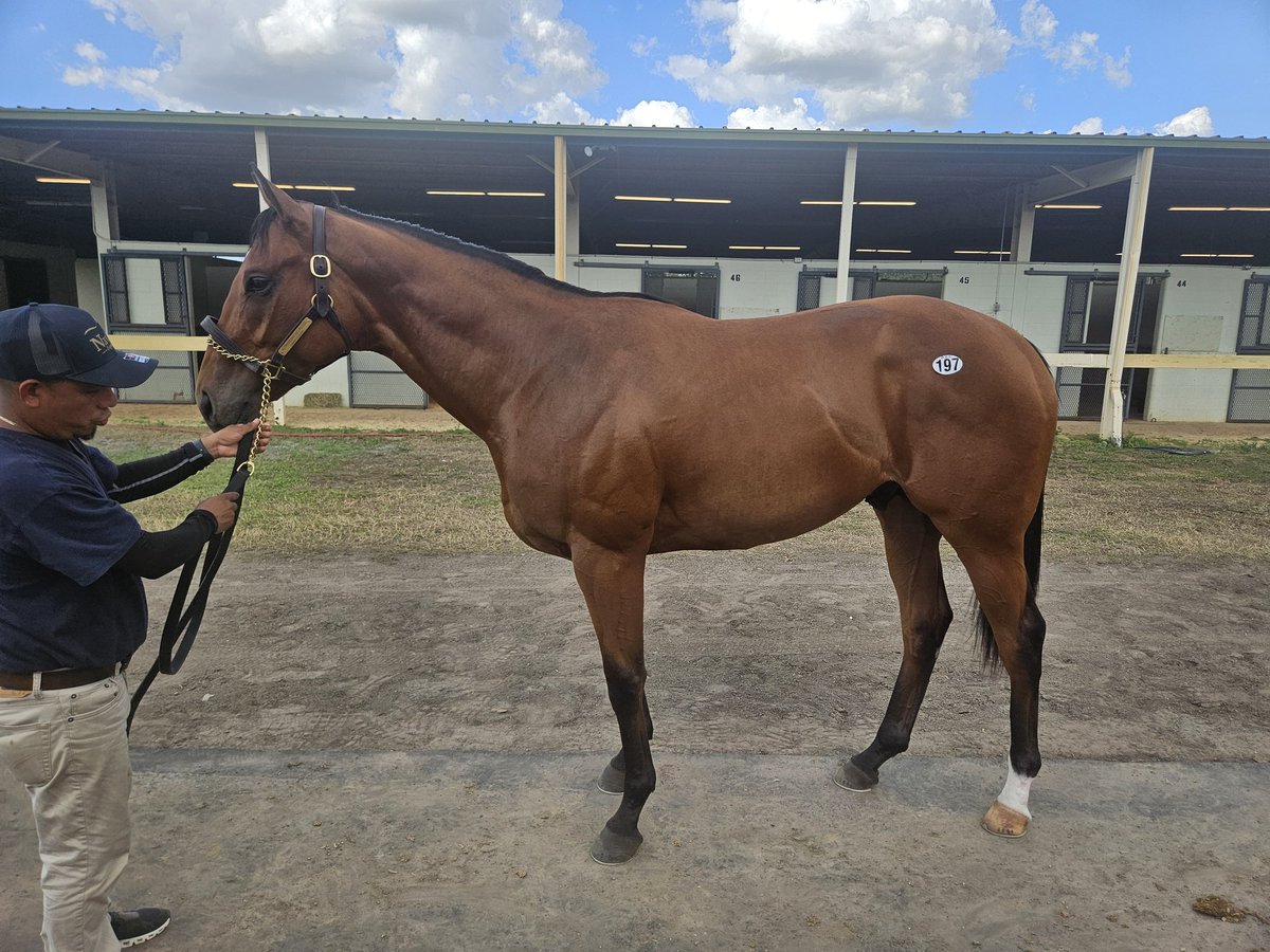 On Our Own Stable tweet media