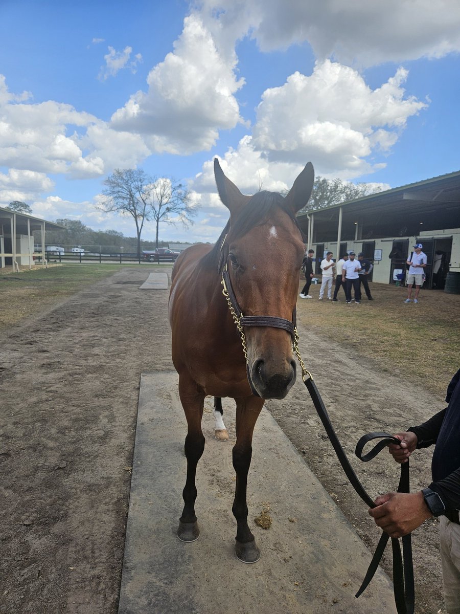 On Our Own Stable tweet media