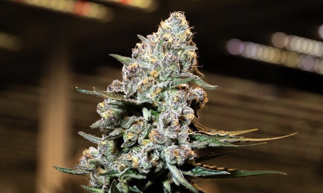 MR40TILFIVE's tweet photo. turning ideas into strains. #loadedtweet #weonline #MR40TILFIVE https://t.co/oviC76qXly