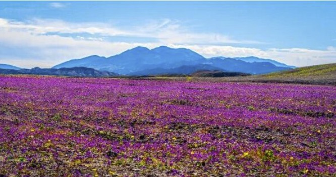 Strange Sounds tweet media