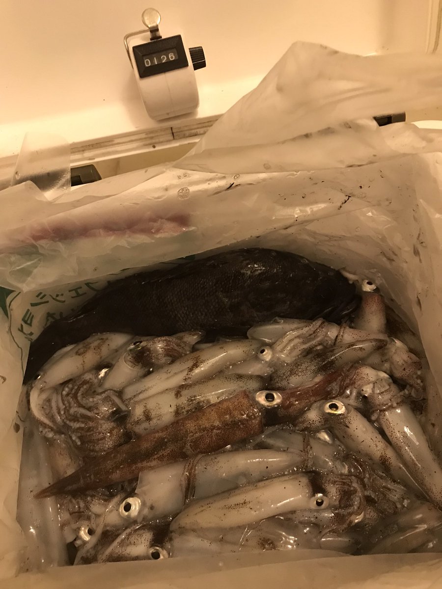 イカ祭り終わったかなぁ、とあまり期待せず向かったらまだお祭り終わってませんでした☺️春ヤリの走りもみっけ🌸