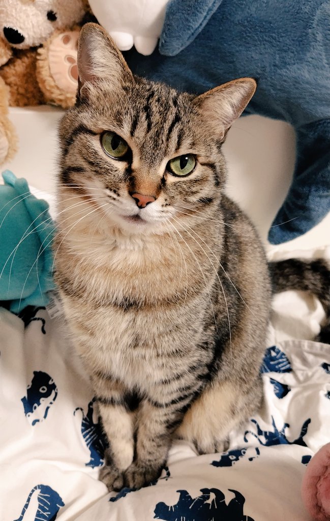 ゴロー🐾 tweet media