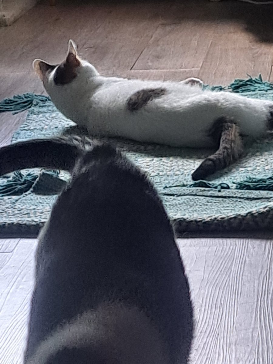 Bucket Hat Cat | Wishlist Talewarden on Steam! tweet media