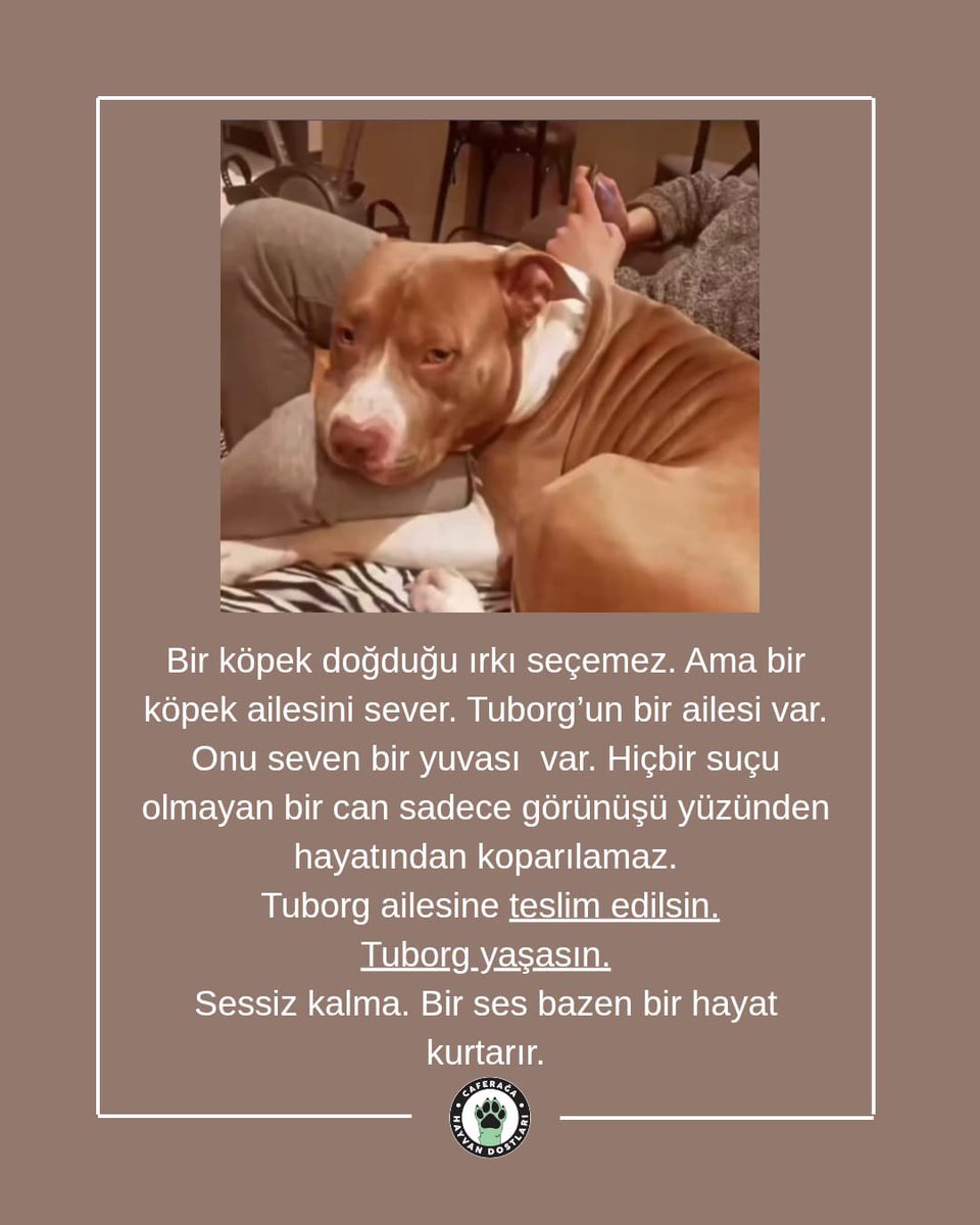 Çipli ve sahipli
Isırmamış, saldırmamış

-"Eeee neden aldınız <a href="/gemlikbld/">Gemlik Belediyesi</a>" 

--"Trollerden şikayet ve baskı"

Tuborg'u çok iyi misafir(?) edeceğinizi ummaya çalışsak da eyleminiz yasaya aykırı.

O bir can ve gasp edilemez.
Misafirliğe son!

Tuborg'u evine ve ailesine uğurlayın 👋