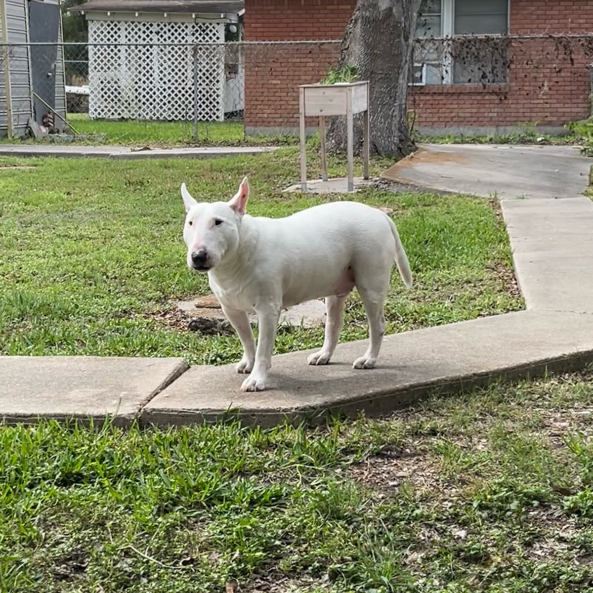 🐶 NELSON tweet media