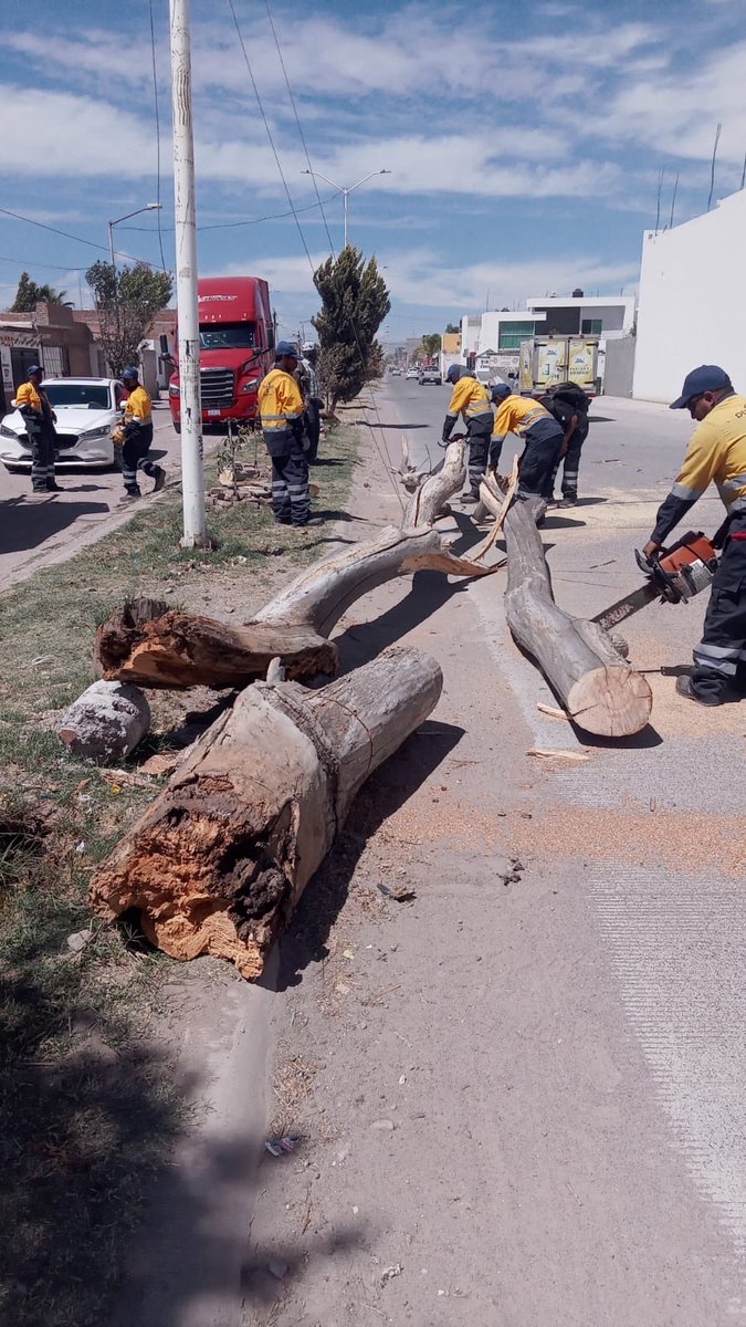 durangos21's tweet photo. Fuertes Rachas de Viento Han Derribado Ocho Árboles; Personal Municipal Labora en Retiro
#Durango 

Información completa en el link https://t.co/Wyn16SQP8e